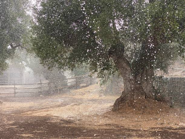 forte pioggia estiva nell'uliveto - agriculture tree rural scene nature foto e immagini stock
