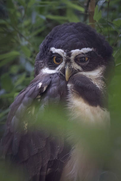 Spectacled Owls (Pulsatrix perspicillata) Owls in captivity in menagerie parc Paris spectacled owls (pulsatrix perspicillata) stock pictures, royalty-free photos & images