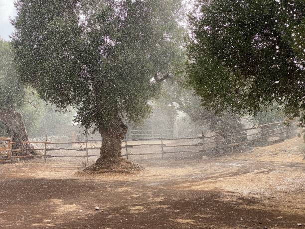 forte pioggia estiva nell'uliveto - agriculture tree rural scene nature foto e immagini stock