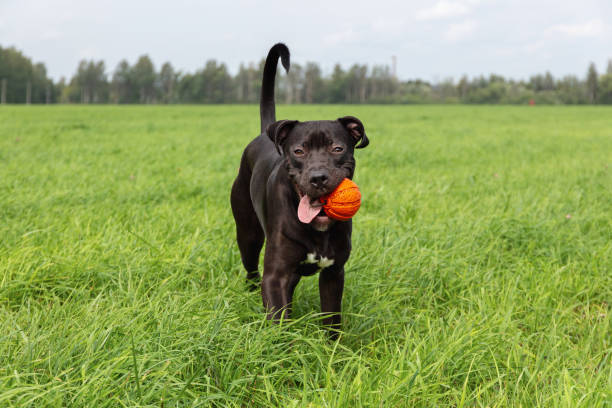 istock American Pit Bull Terrier is playing in the field with a ball 1336467809