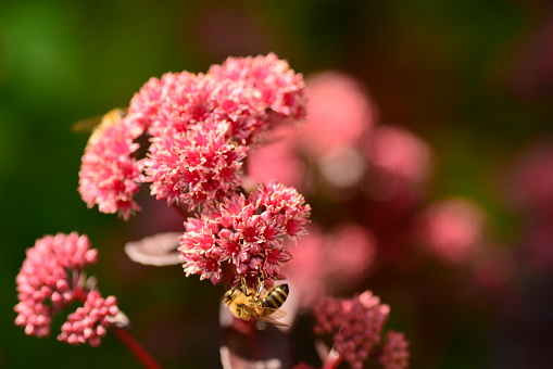 summer sunny day in an ornamental garden: One honey bee eating from a blooming Sedum telephium.