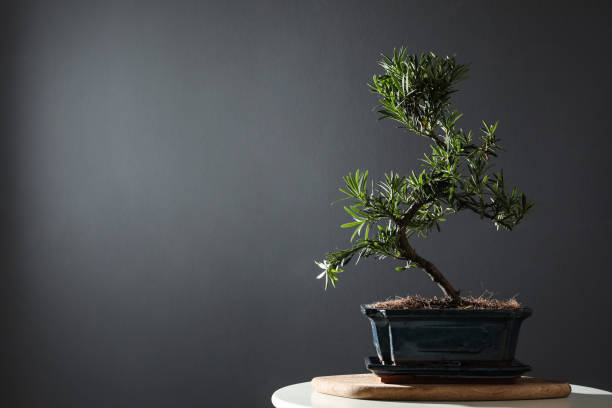 istock Japanese bonsai plant on table, space for text. Creating zen atmosphere at home 1336471720