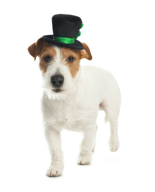 istock Jack Russell terrier with leprechaun hat on white background. St. Patrick's Day 1336472981