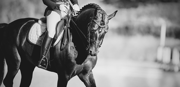 Equestrian sport. Portrait sports stallion in the double bridle.The legs of the rider in the stirrup, riding on a horse. Dressage of horses in the arena. Horseback riding. Not color image.