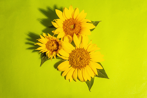 Yellow sunflowers on bright green background. Summer bright greeting card template, top view