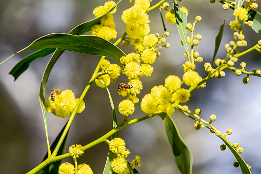 Two honey bees gathering pollen and nectar from bright yellow native Australian wattle blooms - new buds evident: acacia pycnantha (golden wattle); focus on bee and flowers in middle of frame. Yellow is dominant colour