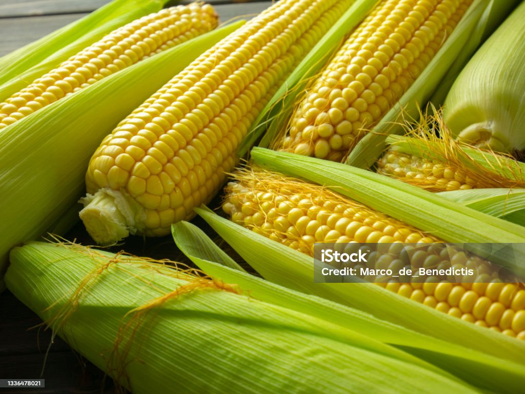 Raw corn cobs. Sweet corn harvest. Corncobs with leaves and husk on dark wooden table. Maize ears and kernels. Above Stock Photo