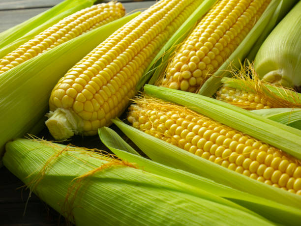 Raw corn cobs. Sweet corn harvest. Corncobs with leaves and husk on dark wooden table. Maize ears and kernels. stock photo