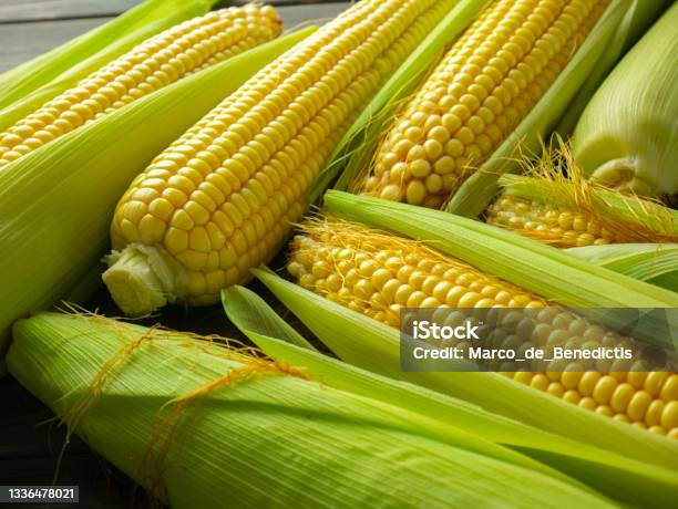 Raw Corn Cobs Sweet Corn Harvest Corncobs With Leaves And Husk On Dark Wooden Table Maize Ears And Kernels Stock Photo - Download Image Now