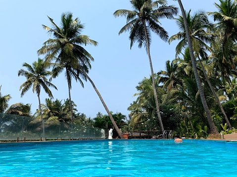 Poolside Coconut Tree