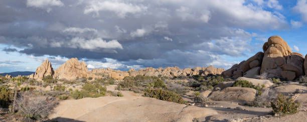istock landscape with joshua trees in the desert 1336479274