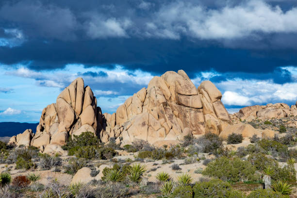 istock landscape with joshua trees in the desert 1336479298