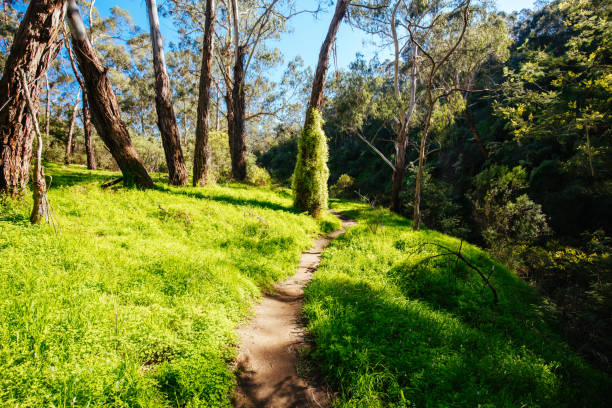 istock Plenty Gorge Parklands in Australia 1336479664
