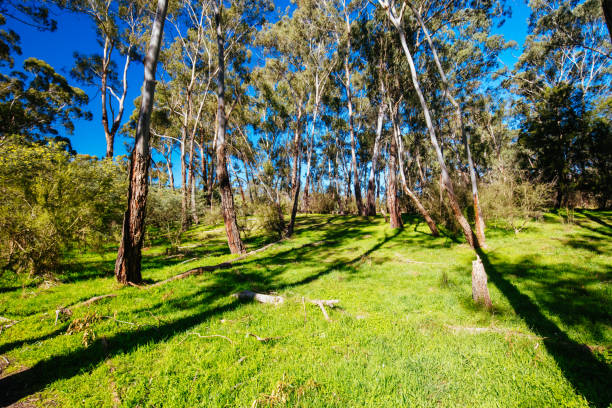 istock Plenty Gorge Parklands in Australia 1336479682