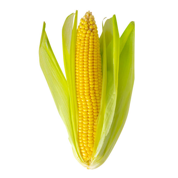 istock Corn cob isolated on white background. Corn cob with leaf and husk. Maize ear. Sweet corn kernels. Clipping path, cut out. 1336480504