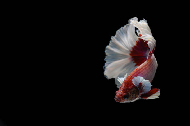 istock Red Thai fighting fish on a black background 1336480571