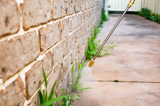 istock Spraying weed killer herbicide to control unwanted plants and grass on a backyard. Building exterior 1336480870