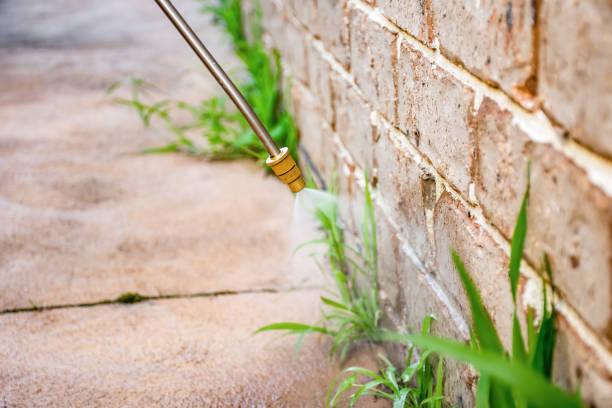istock Spraying weed killer herbicide to control unwanted plants and grass on a backyard. Building exterior 1336480919