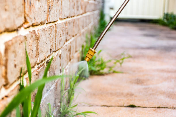 istock Spraying weed killer herbicide to control unwanted plants and grass on a backyard. Building exterior 1336480946