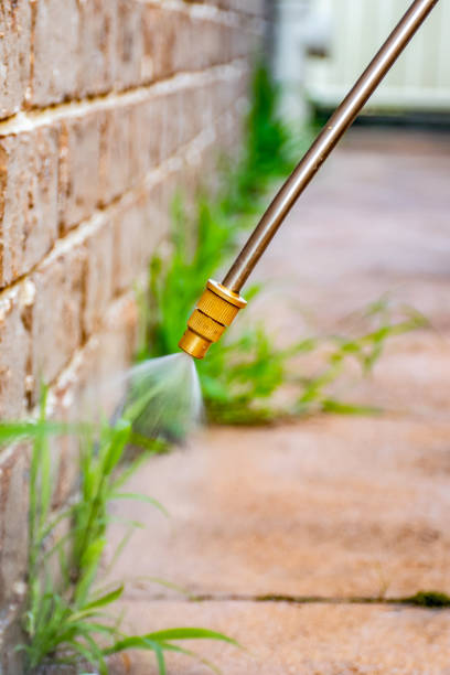 istock Spraying weed killer herbicide to control unwanted plants and grass on a backyard. Building exterior 1336480975