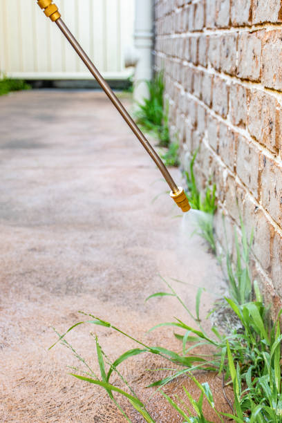 istock Spraying weed killer herbicide to control unwanted plants and grass on a backyard. Building exterior 1336481099