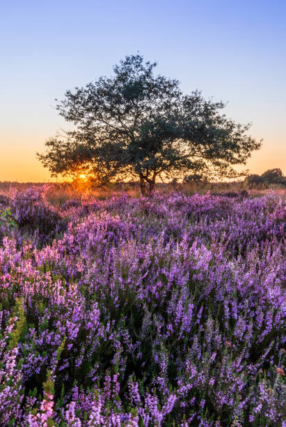 istock Blooming heather at sunset, De Veluwe, Vierhouten, The Netherlands 1336481308