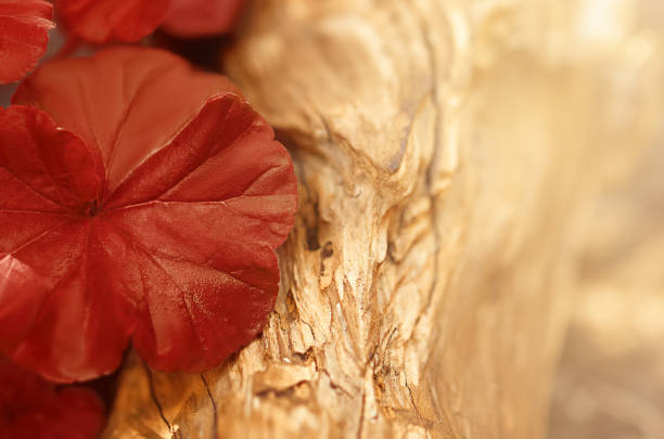 istock red autumn leaf on a wooden surface 1336481324