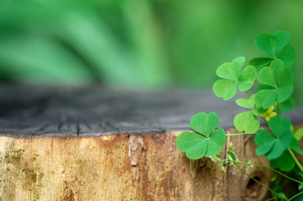 clover near a burnt-out wooden stump