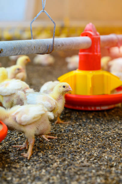 istock Little broilers on a modern factory. Young chickens breeding on a farm. Rows of troughs with feed for chicks. Poultry agriculture. Close up 1336482017