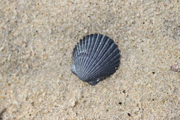 istock Symmetric Gray Scallop Shell on Sand 1336482104
