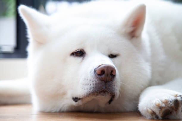 istock white Japanese Akita portrait 1336482253