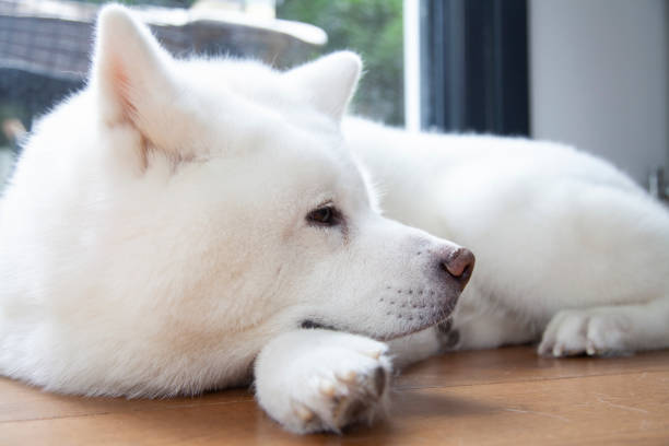 istock white Japanese Akita portrait 1336482255