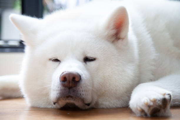 istock white Japanese Akita portrait 1336482257
