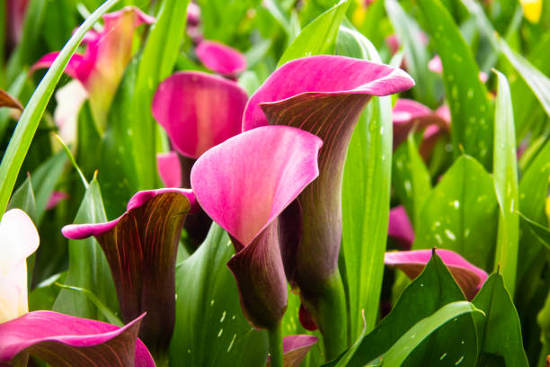 Pink fresh calla lilly flowers Pink fresh calla lilly flowers on nature background Calla Lilies stock pictures, royalty-free photos & images