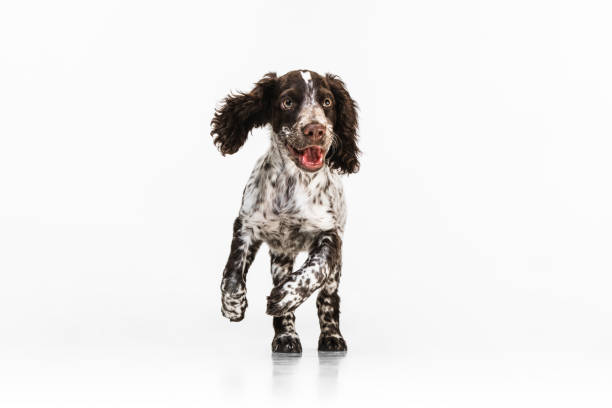 istock Cute and smiling spaniel dog running straight and playing on white background 1336484402