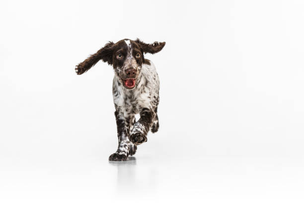istock Joyful cute spaniel dog running and playing on white background 1336484403