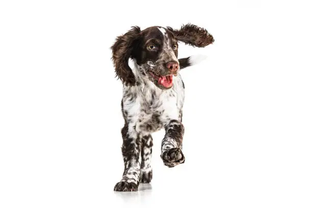 Photo of Joyful, cute and smiling spaniel dog running and playing on white background