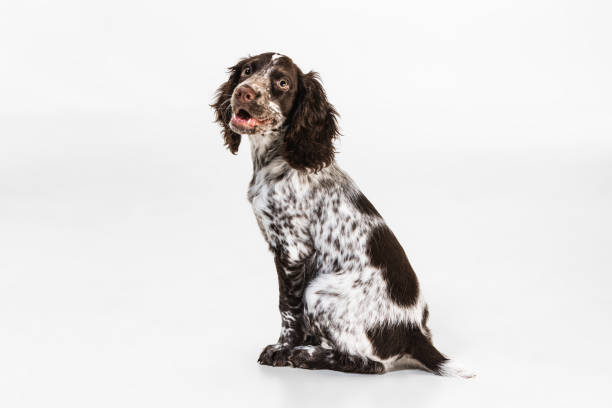 istock Calmly sitting and smiling spaniel dog on white studio background 1336484426
