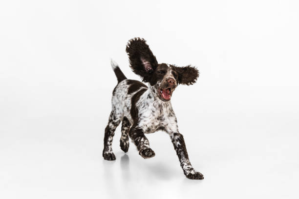 istock Joyfully running and playing spaniel dog on white studio background 1336484428