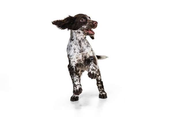istock Funny jumping cute spaniel dog on white background 1336484429
