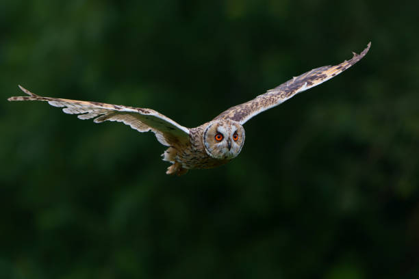 istock Beautiful long-eared owl  flying 1336485396