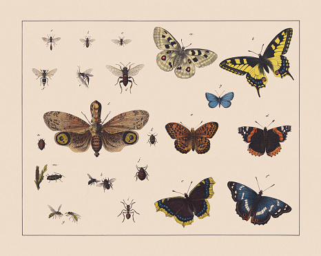 Hymenoptera, hemiptera and butterflies (Lepidoptera), left side: a) Gall wasp (Cynips quercusfolii); b) Gold wasp (Chrysis fulgida); c) Ichneumon wasp (Ephialtes manifestator); d) Large alder sawfly (Cimbex connatus); e) Trypoxylon figulus; f) Asian mud-dauber wasp (Sceliphron curvatum); g) Common wasp (Vespula vulgaris); h) Western honey bee (Apis mellifera); i) Red wood ant (Formica rufa); j) Bed bug (Cimex lectularius); k) Sloe bug (Dolycoris baccarum); l) Lantern fly (Fulgora laternaria); m) Elder aphid (Aphis sambuci); n) Cochineal (Dactylopius coccus). Right side: a) Mountain Apollo (Parnassius apollo); b) Old World swallowtail (Papilio machaon); c) Mourning cloak (Nymphalis antiopa); d) Red admiral (Vanessa atalanta); e) Niobe fritillary (Fabriciana niobe); f) Purple emperor (Apatura iris); g) Silver-studded blue (Plebejus argus). Chromolithograph, published in 1882.
