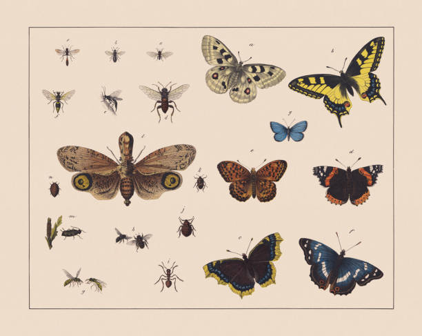 Hymenoptera, hemiptera and butterflies (Lepidoptera), hand-colored chromolithograph, published in 1882 Hymenoptera, hemiptera and butterflies (Lepidoptera), left side: a) Gall wasp (Cynips quercusfolii); b) Gold wasp (Chrysis fulgida); c) Ichneumon wasp (Ephialtes manifestator); d) Large alder sawfly (Cimbex connatus); e) Trypoxylon figulus; f) Asian mud-dauber wasp (Sceliphron curvatum); g) Common wasp (Vespula vulgaris); h) Western honey bee (Apis mellifera); i) Red wood ant (Formica rufa); j) Bed bug (Cimex lectularius); k) Sloe bug (Dolycoris baccarum); l) Lantern fly (Fulgora laternaria); m) Elder aphid (Aphis sambuci); n) Cochineal (Dactylopius coccus). Right side: a) Mountain Apollo (Parnassius apollo); b) Old World swallowtail (Papilio machaon); c) Mourning cloak (Nymphalis antiopa); d) Red admiral (Vanessa atalanta); e) Niobe fritillary (Fabriciana niobe); f) Purple emperor (Apatura iris); g) Silver-studded blue (Plebejus argus). Chromolithograph, published in 1882. admiral butterfly stock illustrations