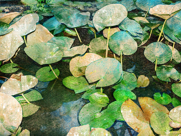 nénuphars dans un étang. feuilles vertes de plantes aquatiques sans fleurs. peinture à l’aquarelle numérique. - pond water lily water drop photos et images de collection