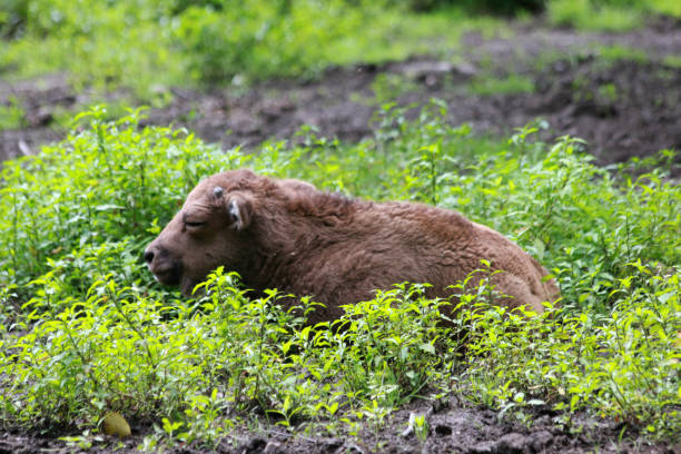 Bavaria, Germany: European bison cub seeks shelter in the grass while resting