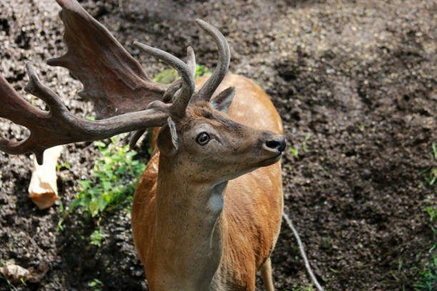 istock European fallow deer in close-up 1336486577