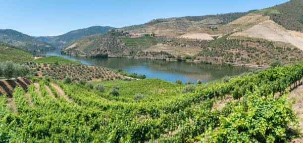 istock Panoramic view of Douro Valley 1336486756