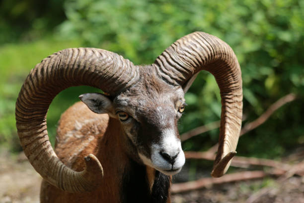 Bavaria, Germany: European Mouflon in close-up in a forest in Bavaria, Germany