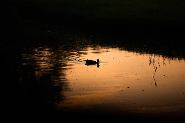 istock Water bird silhouette in back light moving on orange water 1336488652