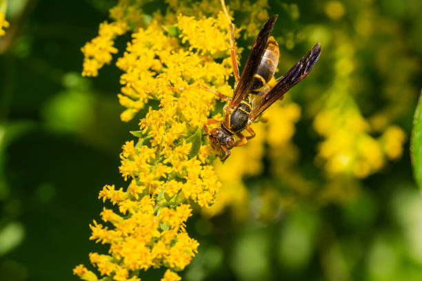 istock Northern Paper Wasp on Goldenrod Flowers 1336488708